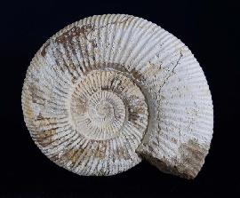 Divisosphinctes besairiei COLLIGNON 1960 - Bild © FossNet FossilienStore